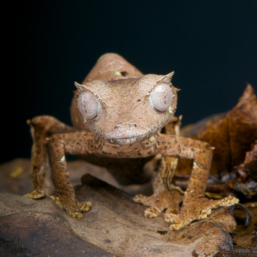 Un gecko cola de hoja sobre el suelo.