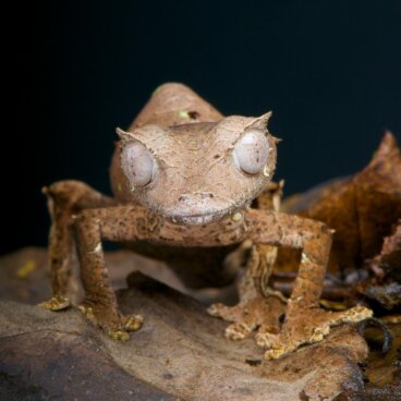 10 reptiles que no debes tener (si eres principiante)