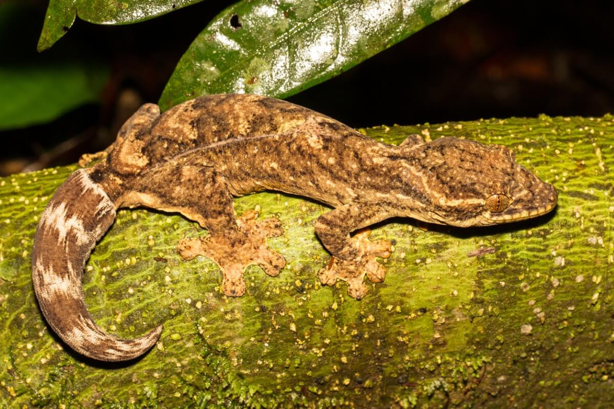 Uno de los tipos de geckos.