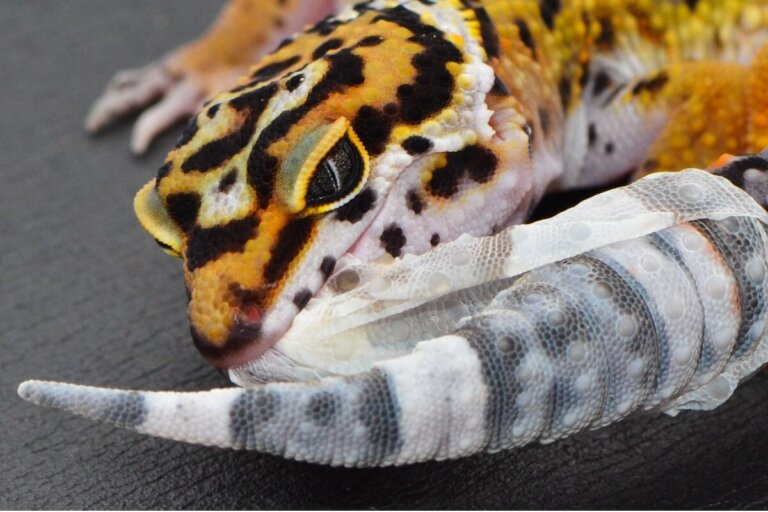 Problemas de muda en reptiles (disecdisis)