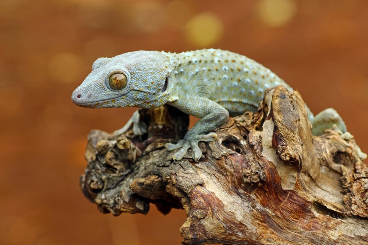 Un gecko tokay sobre una rama.
