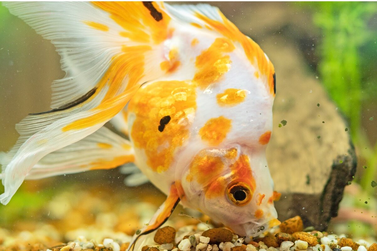 Un goldfish comiendo piedras.