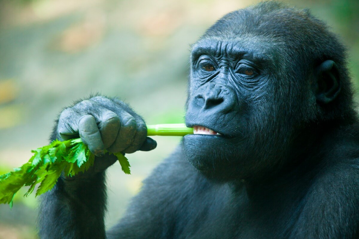 En apa äter selleri, vilket går minst lika bra.