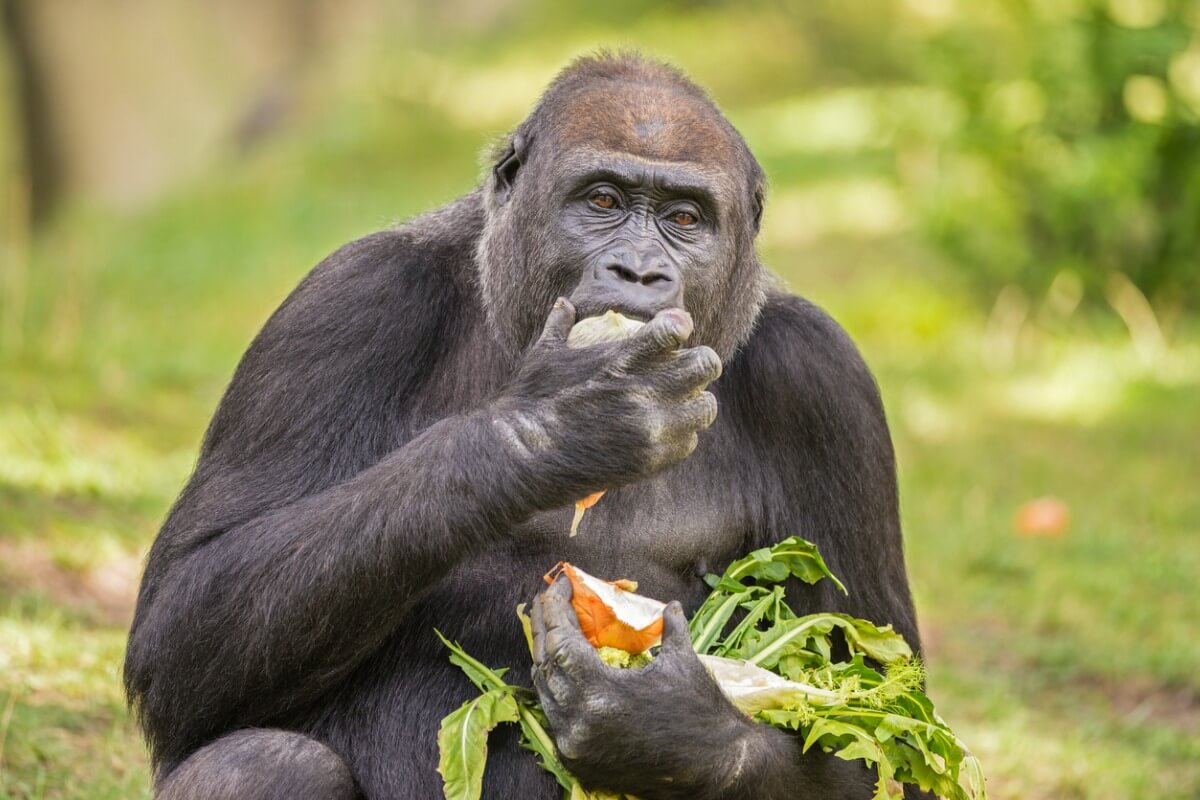 ¿Qué comen los gorilas?