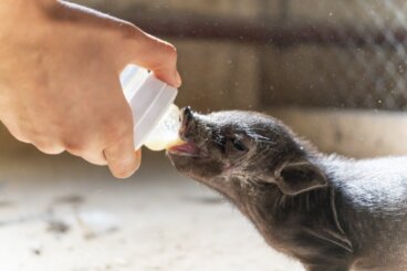 10 razas de cerdos (y sus características)