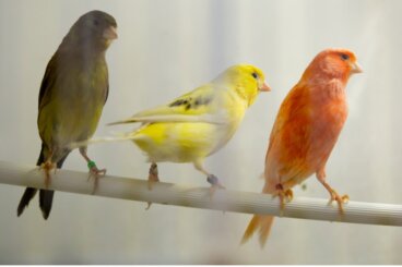 ¿Cuánto vive un canario?