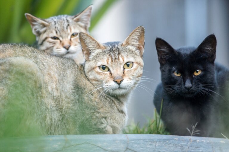 Cómo se clasifican los gatos según la nueva ley de protección animal
