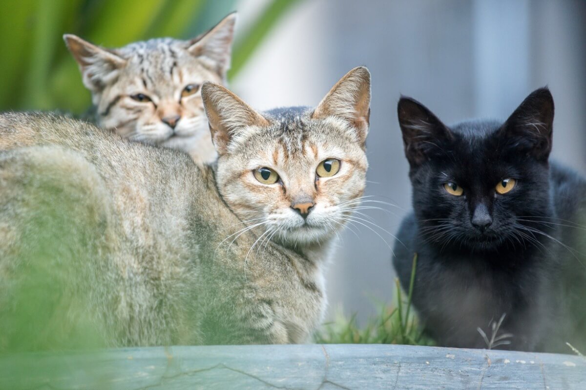 ¿Qué son las colonias de gatos?