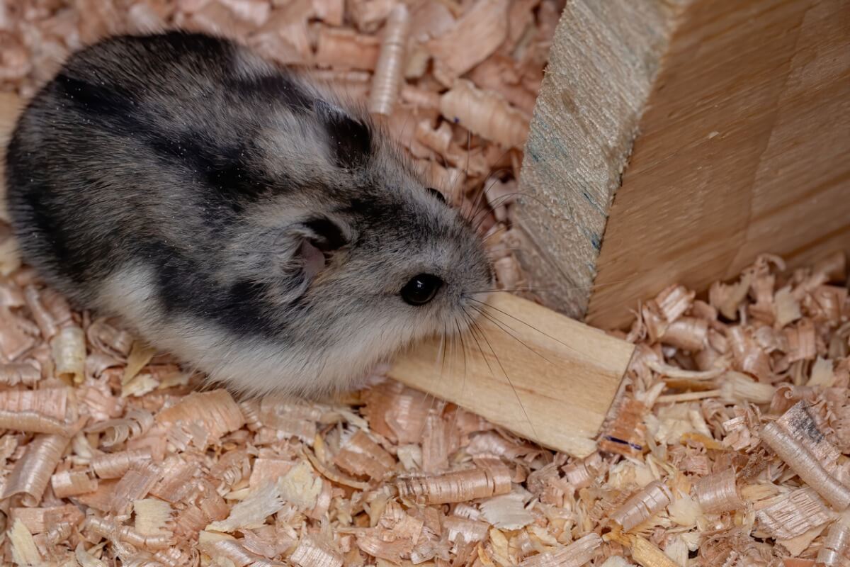 Warum verliert mein Hamster Haare?
