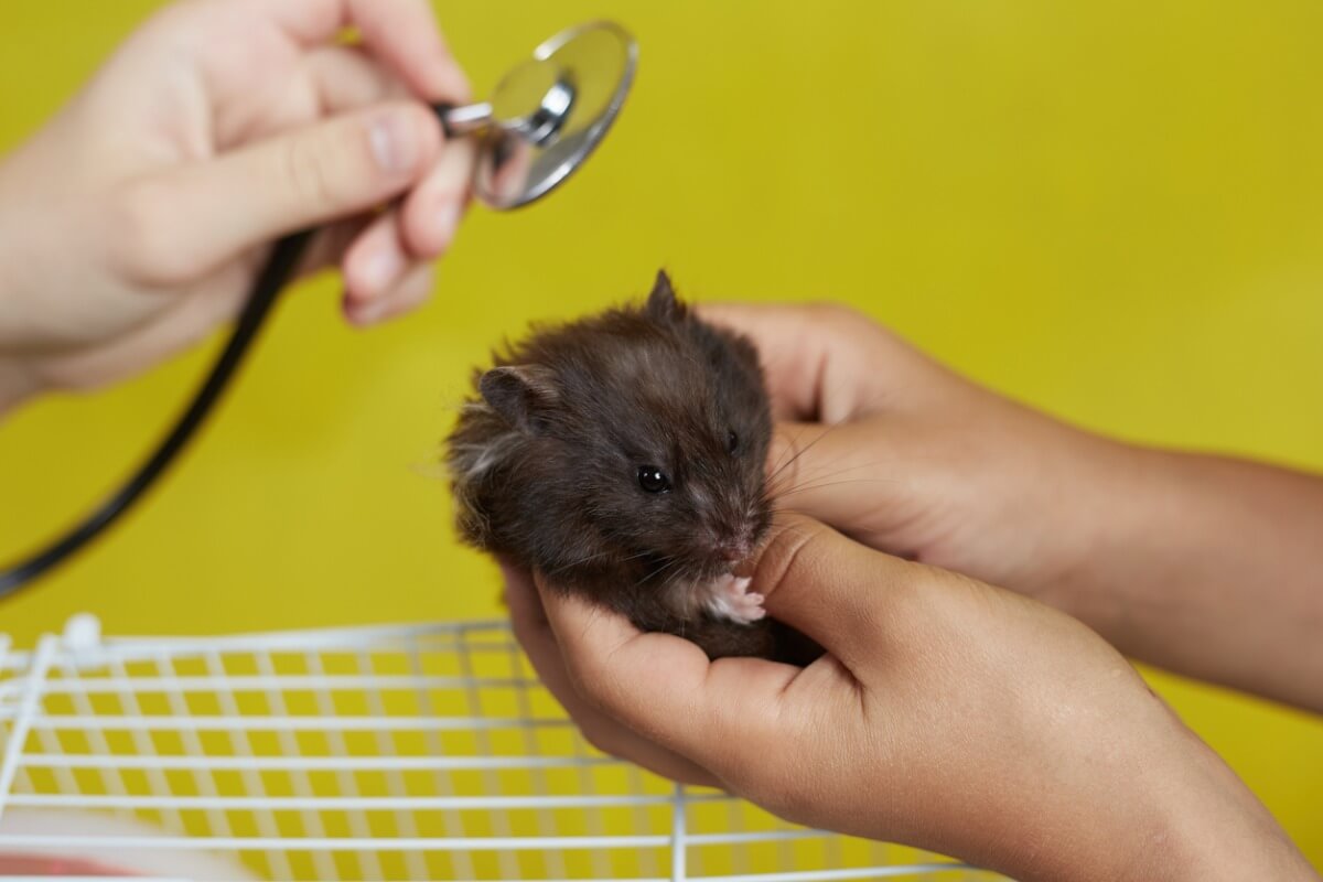 Warum verliert mein Hamster Haare?