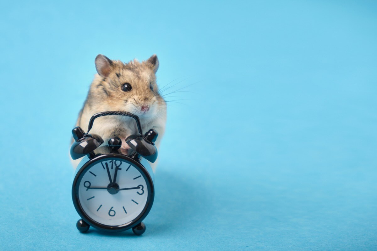 A hamster and a clock.