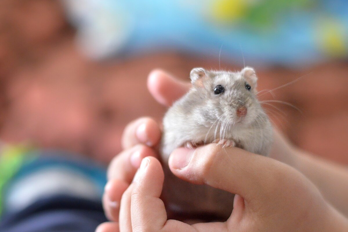 Um hamster nas mãos de seu tutor.