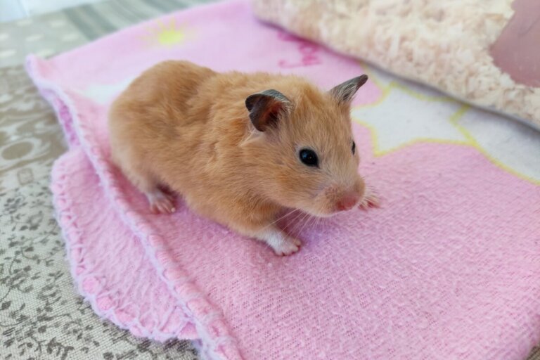 12 síntomas de estrés en hámsteres
