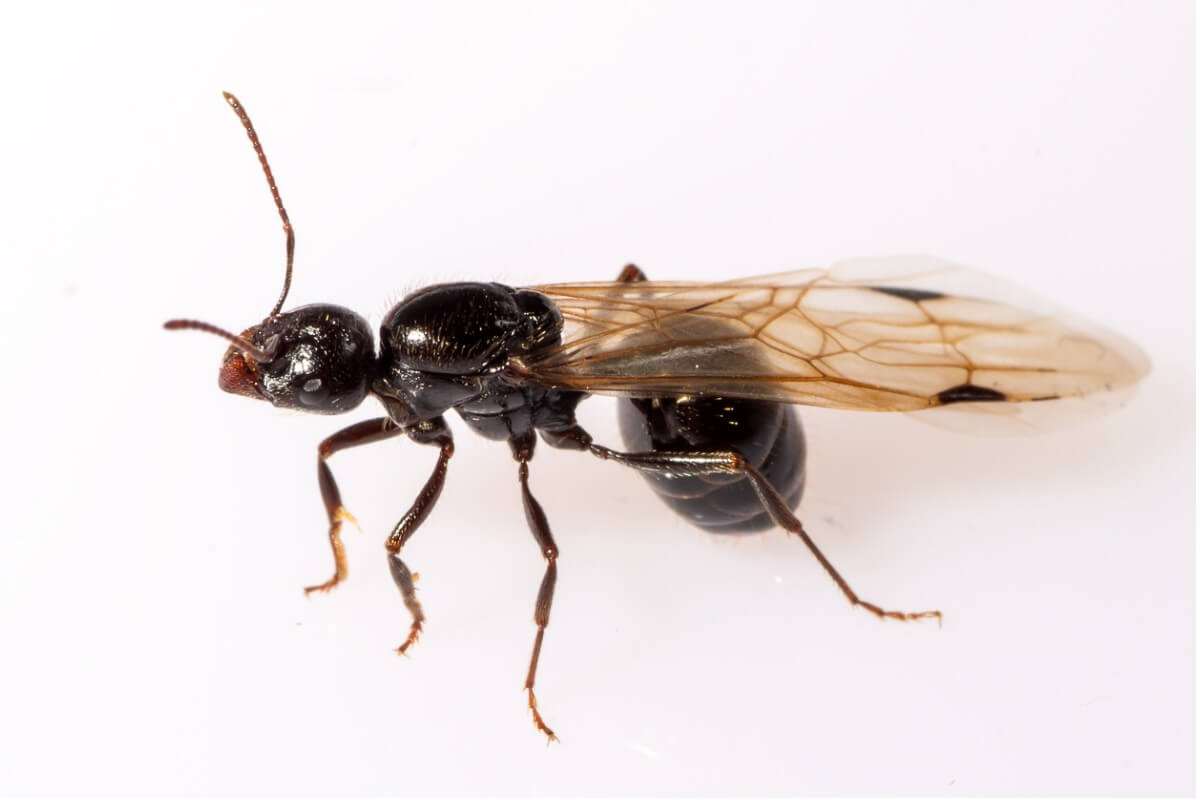 Uma formiga alada em um fundo branco.