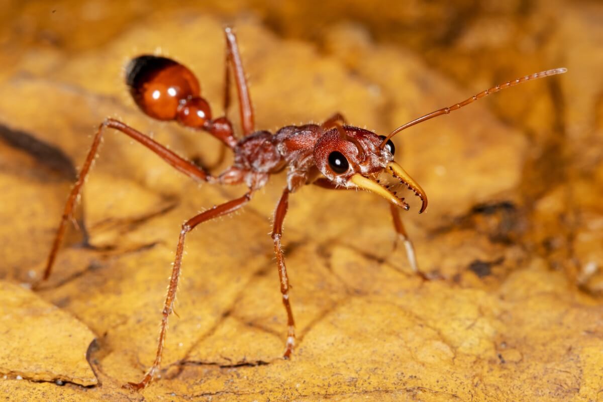 Una hormiga.