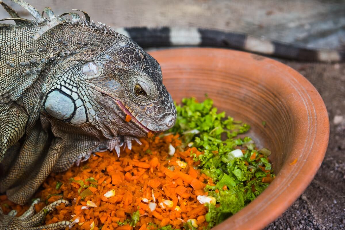 Uma iguana comendo.