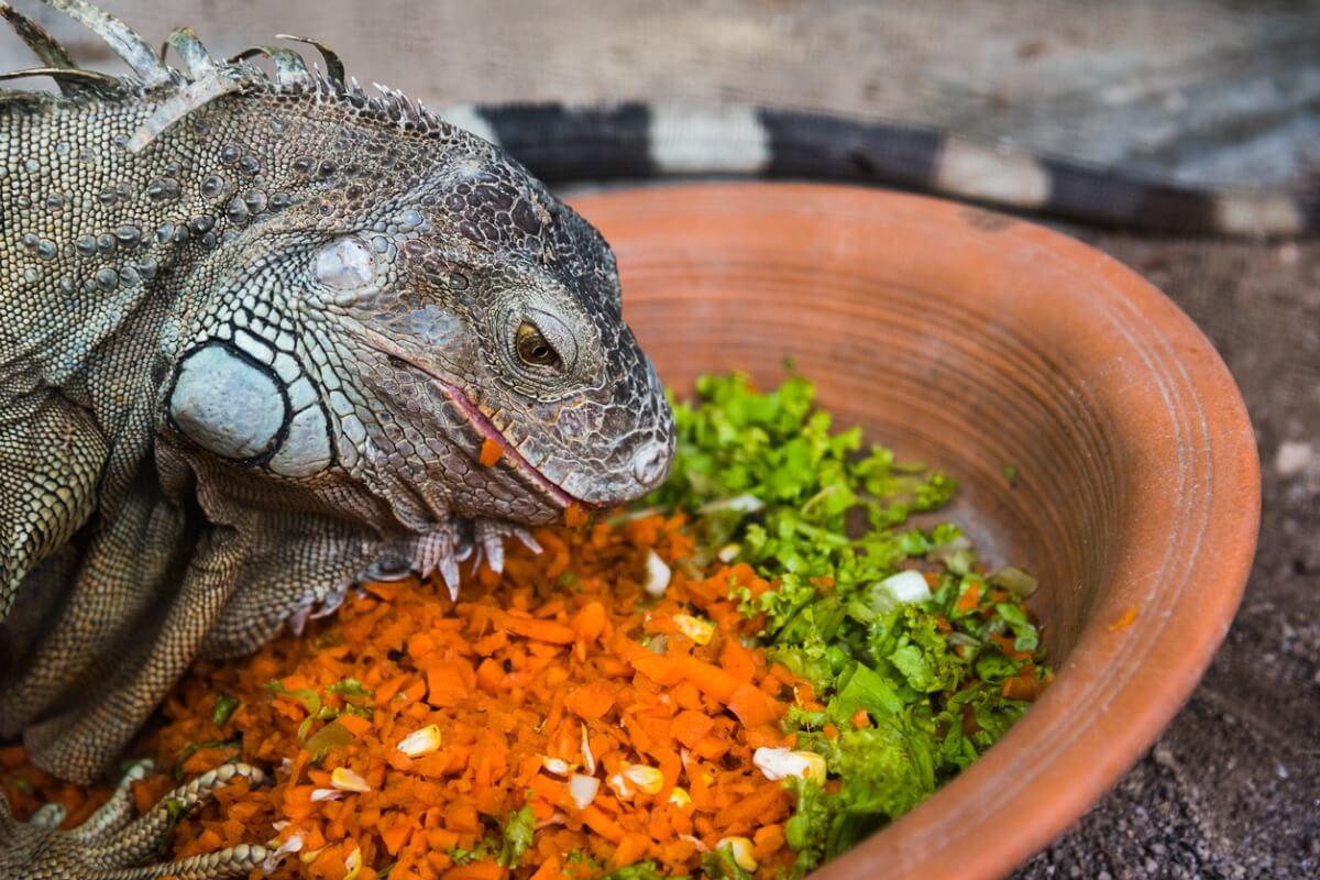 Una iguana está comiendo.