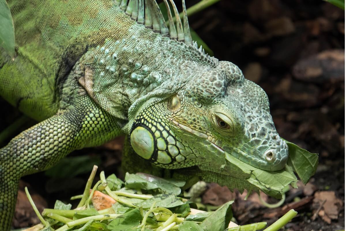 An iguana eating.