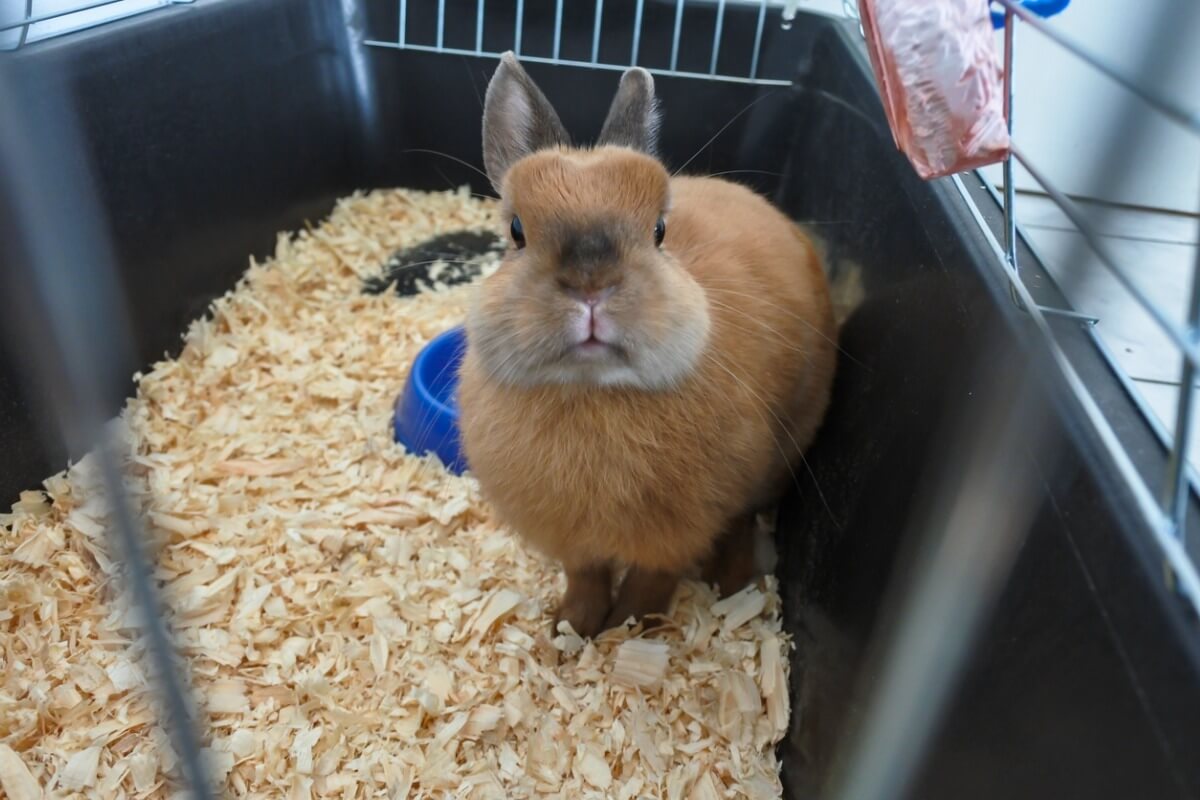 Un conejo.