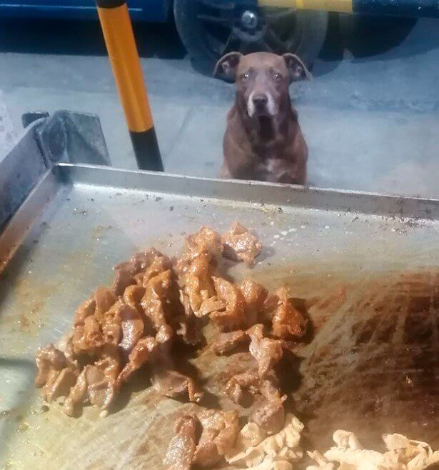 El perro esperando su comida