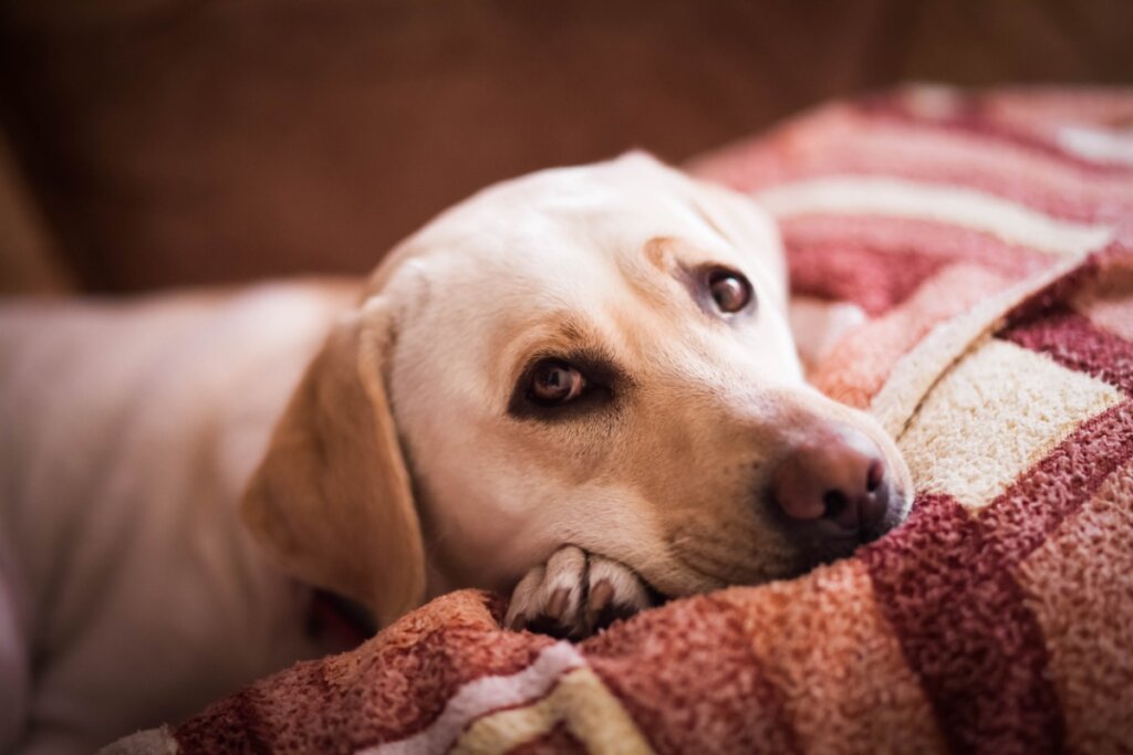 ¿Por qué mi perro me mira mientras duermo?