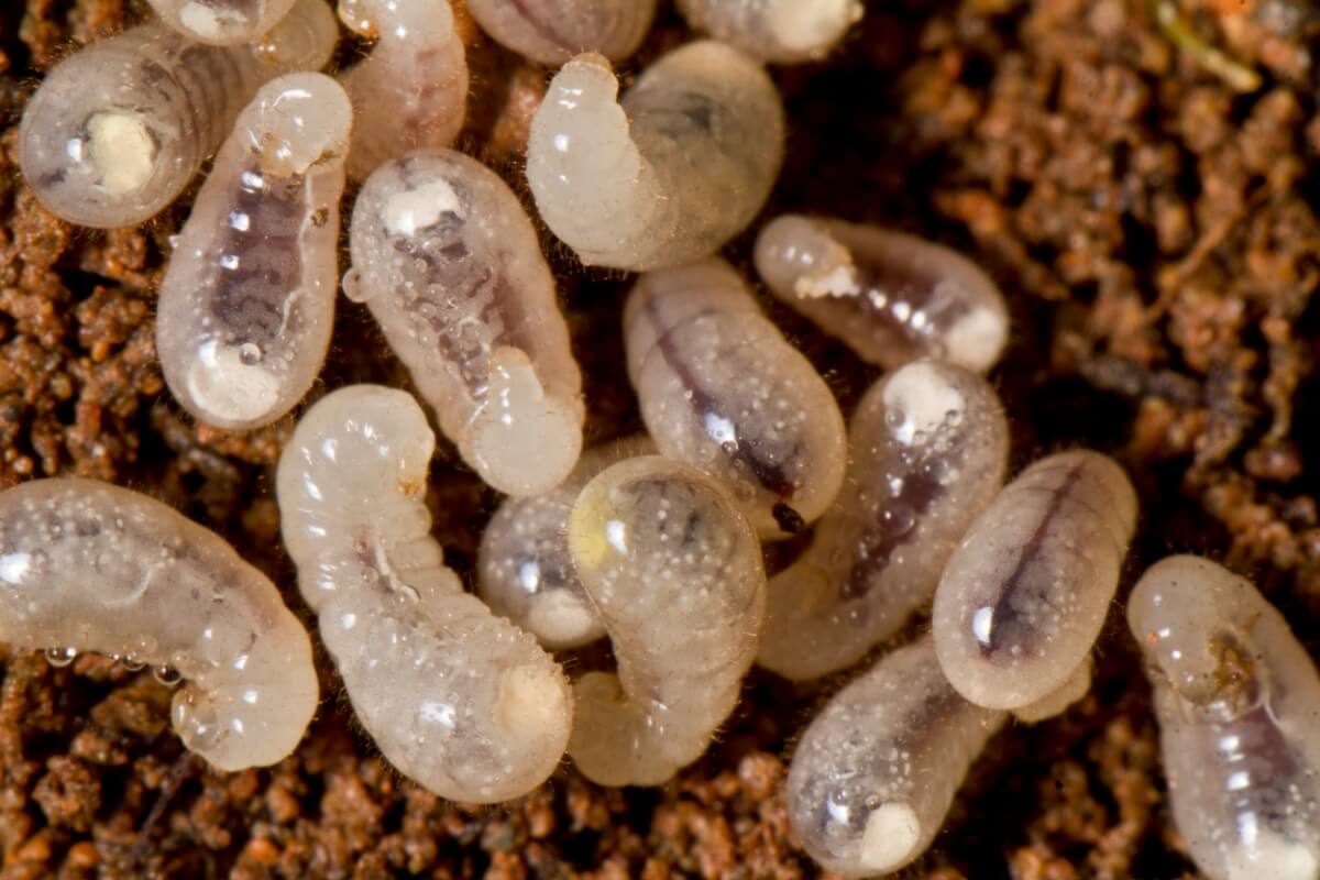 Um grupo de larvas de formigas.