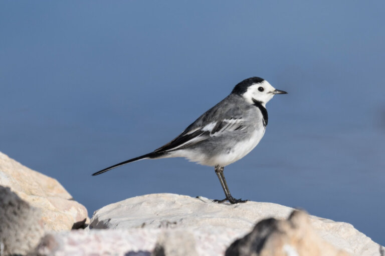Lavandera blanca: hábitat y características