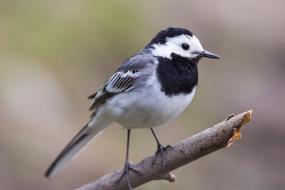 A white wagtail.