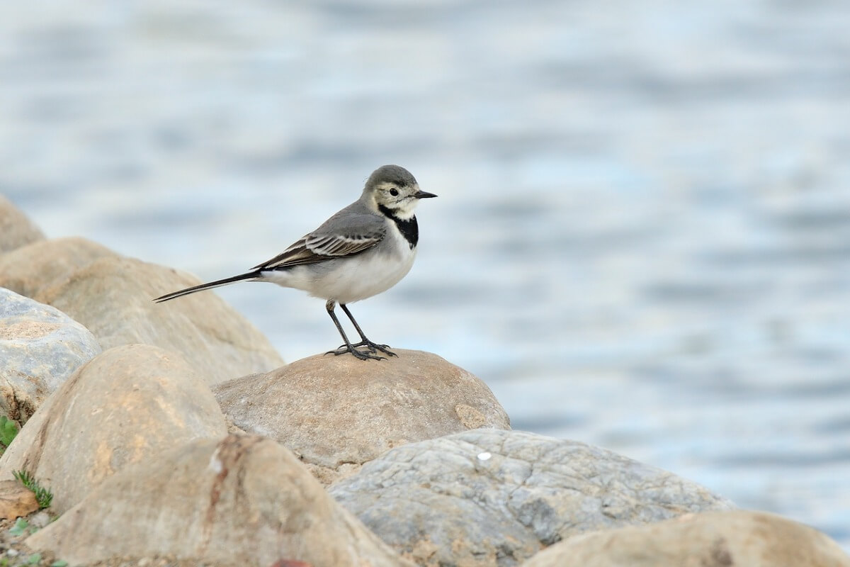 The white wagtail.