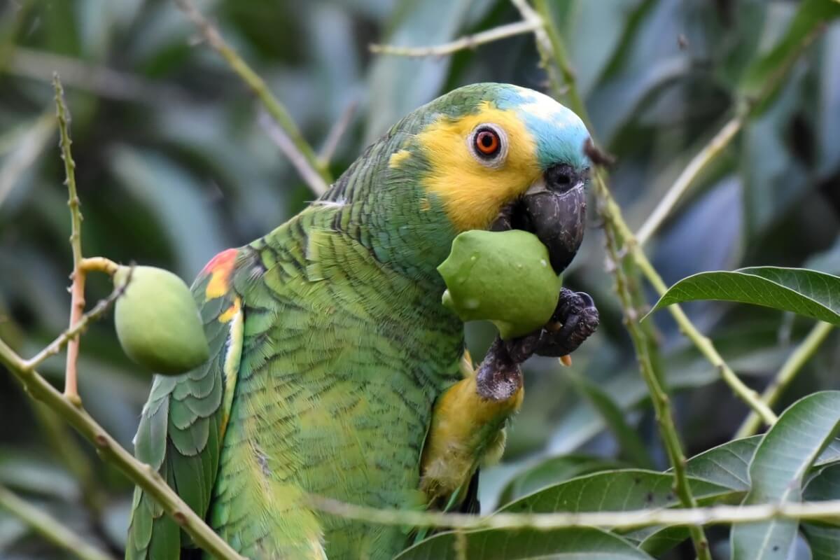 A parrot in a tree.