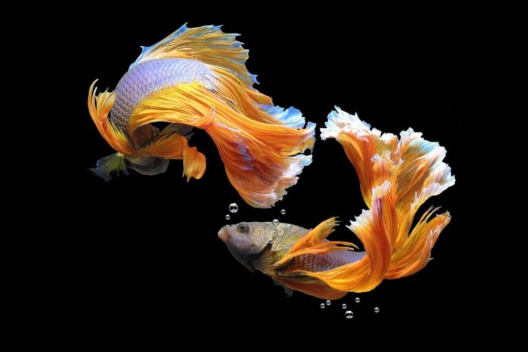 14 peces incompatibles en el acuario