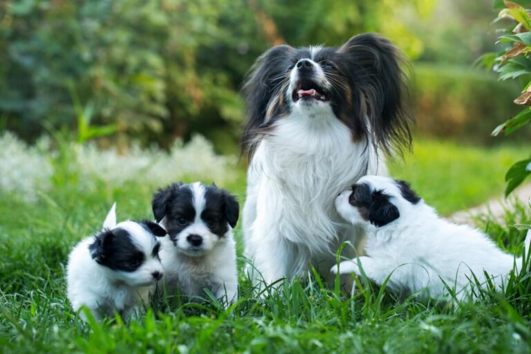 ¿Qué hago si mi perra extraña a sus cachorros?
