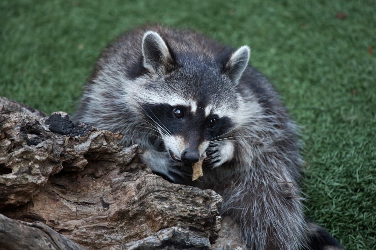 A raccoon eating.