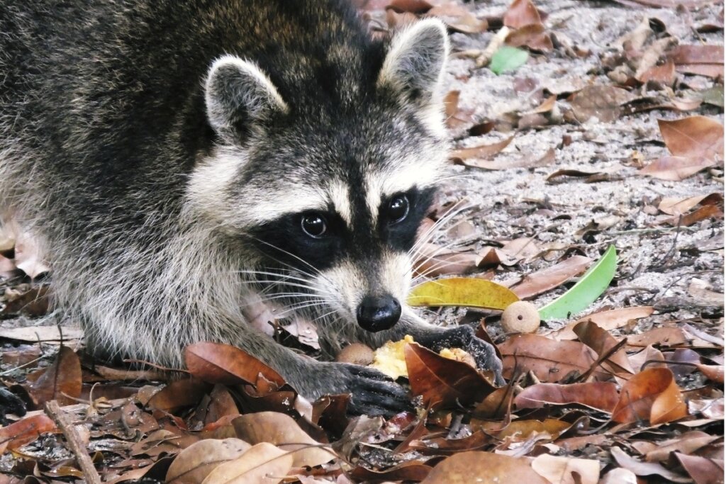 La alimentación del mapache es muy variada.