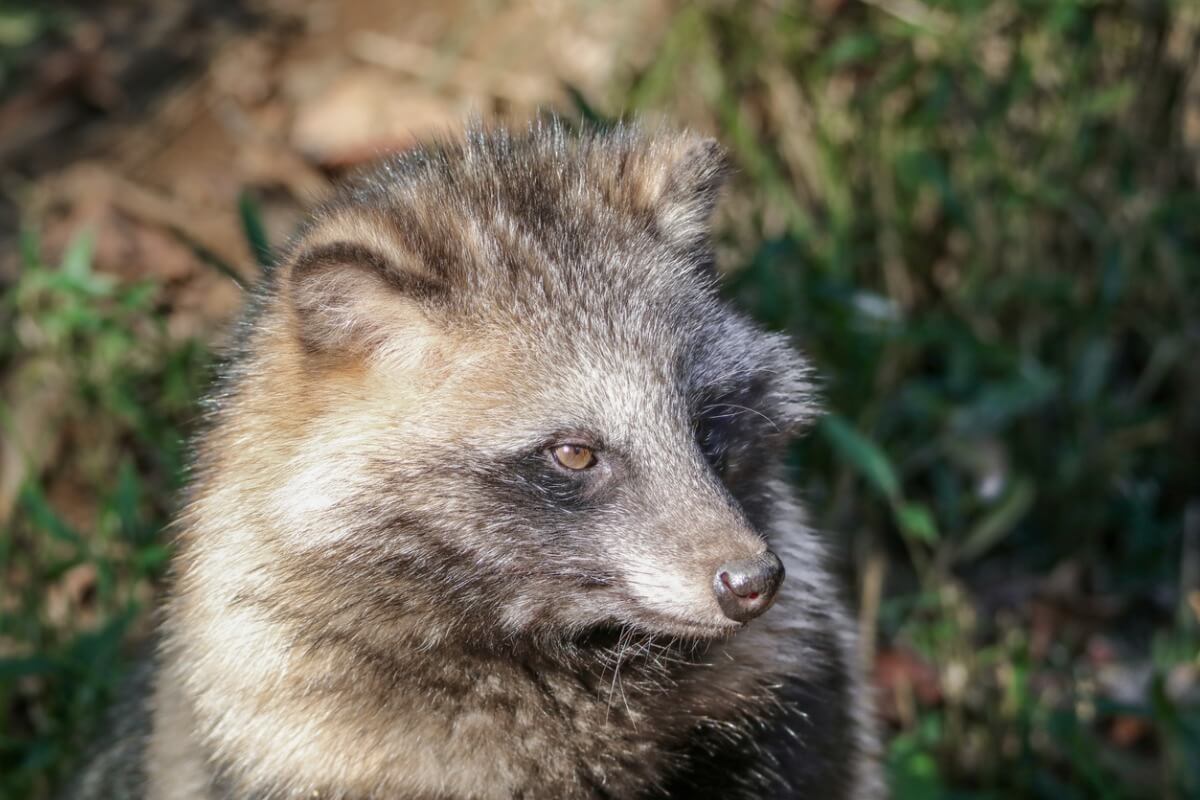 Un mapache japonés.