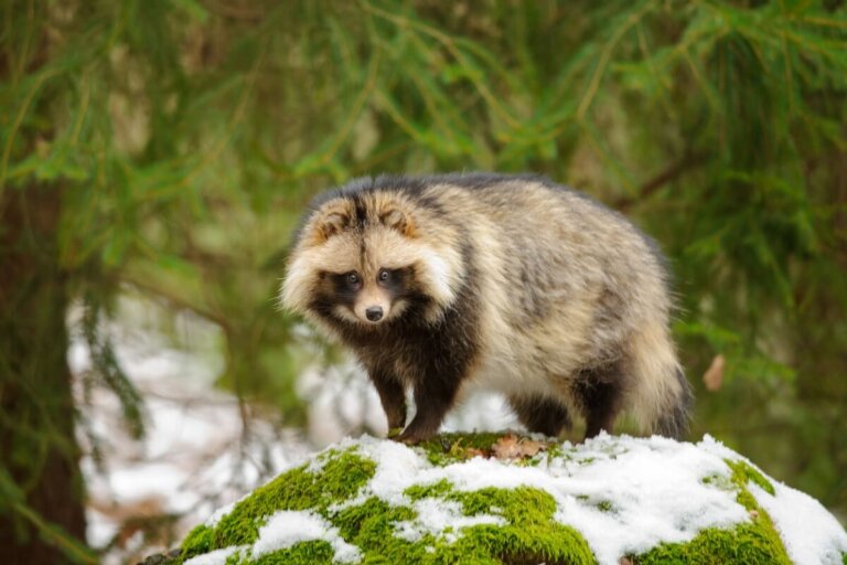 Mapache japonés: hábitat y características
