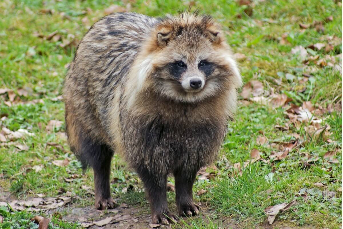 Un mapache japonés.
