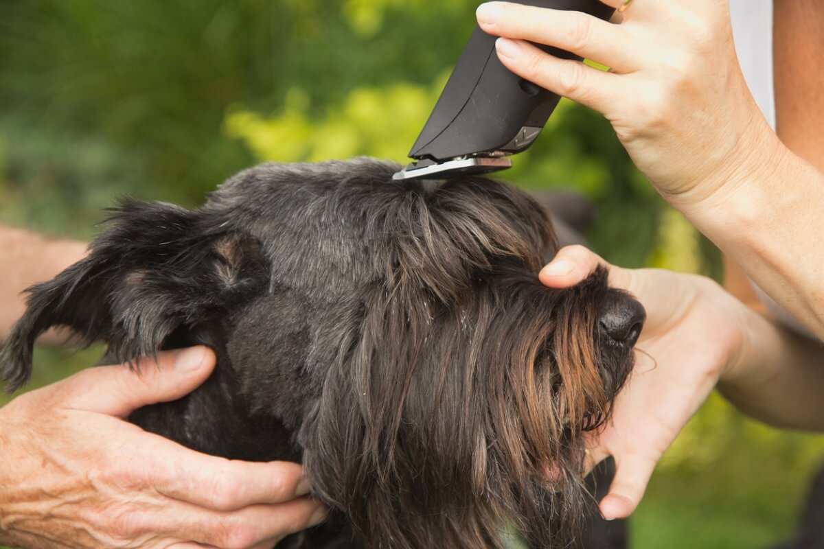 Esempio di una delle migliori macchine tosatrici per cani.