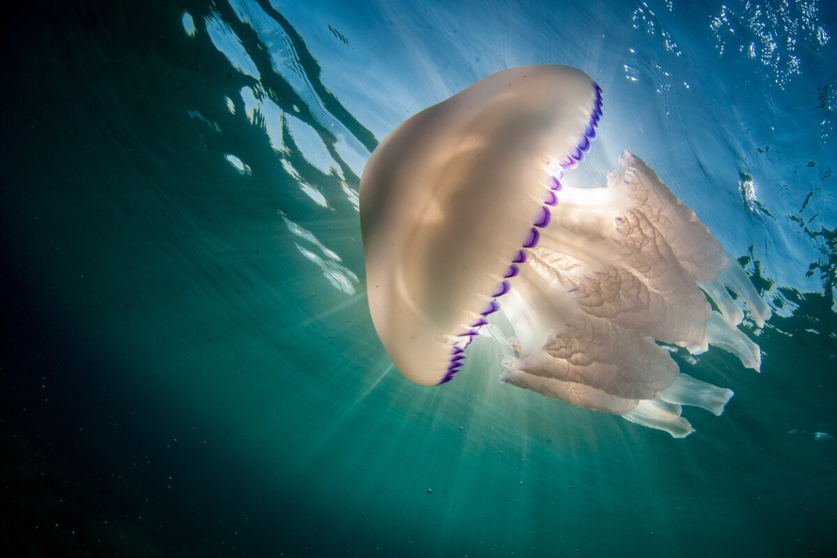 Una medusa grande en el mar.