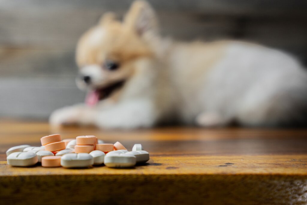 Metoclopramida para perros: dosis y contraindicaciones