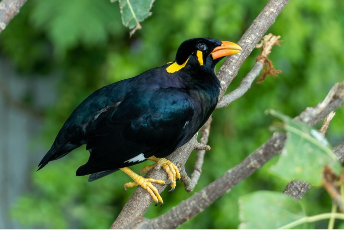 Uno de los pájaros salvajes que hablan.