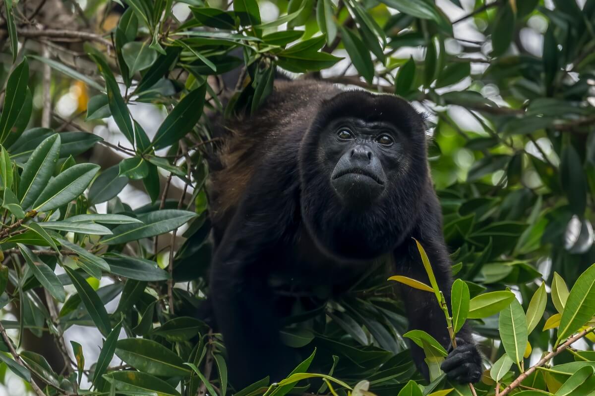 Uno de los animales más hermosos de Costa Rica.
