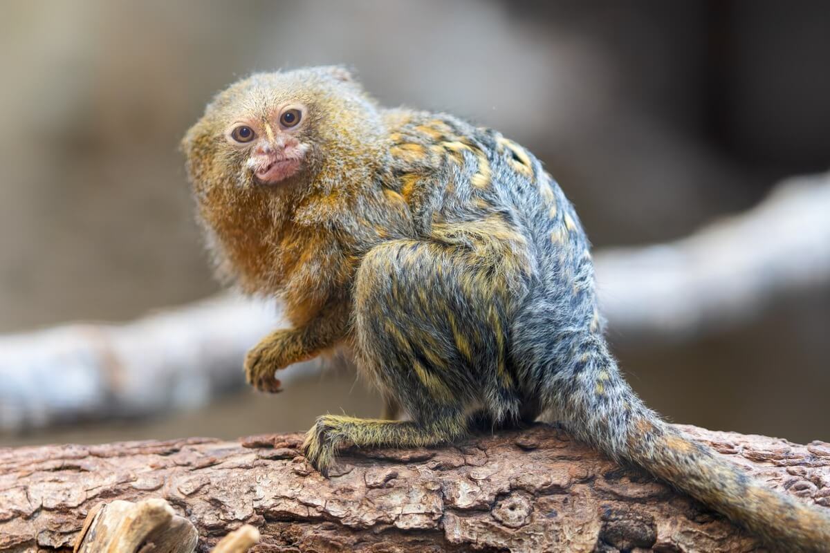 Un mono leoncillo.
