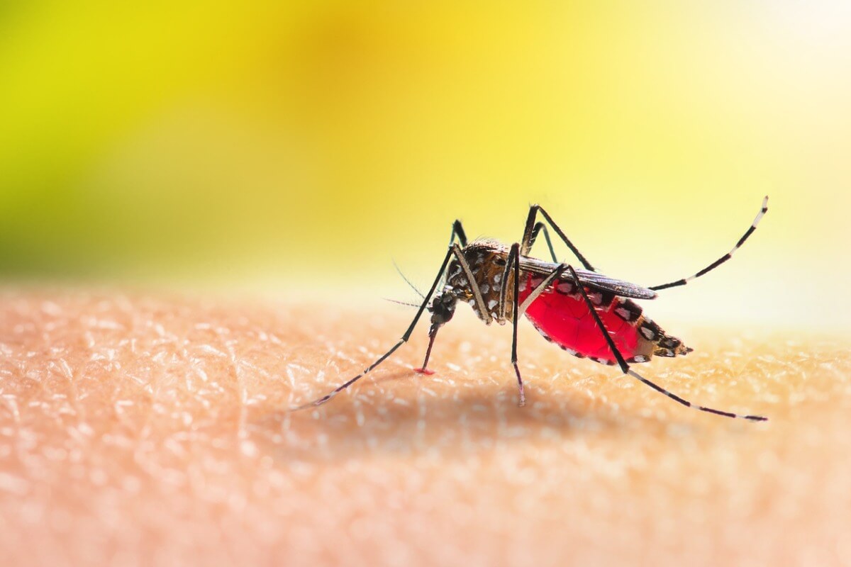 Um mosquito com o abdômen cheio de sangue.