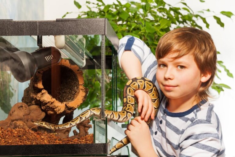 8 errores comunes al mantener un terrario