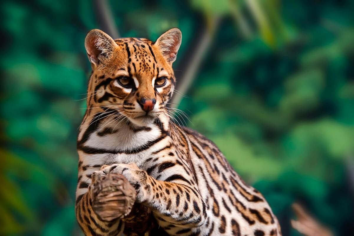 Un ocelote posado en una rama.