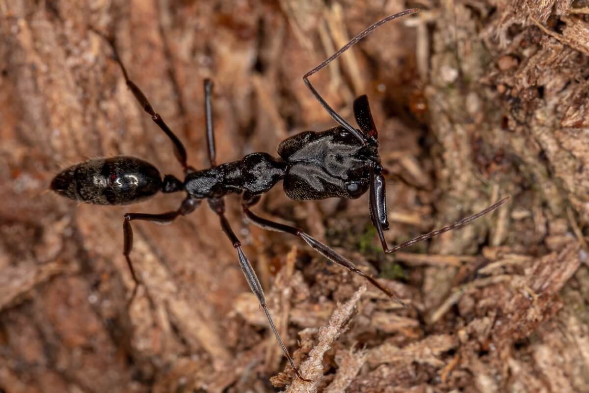 Trap-jaw ants.
