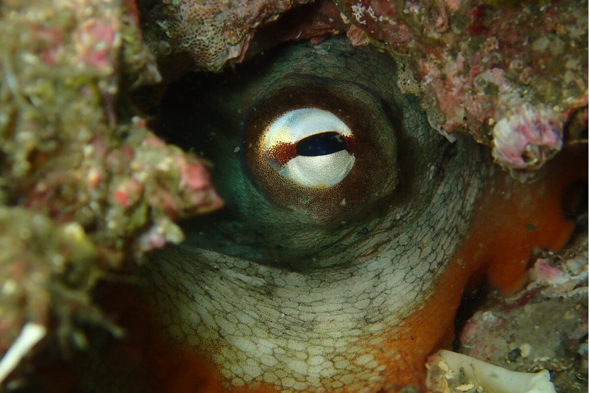 Uno de los ojos más hermosos y raros en el reino animal.