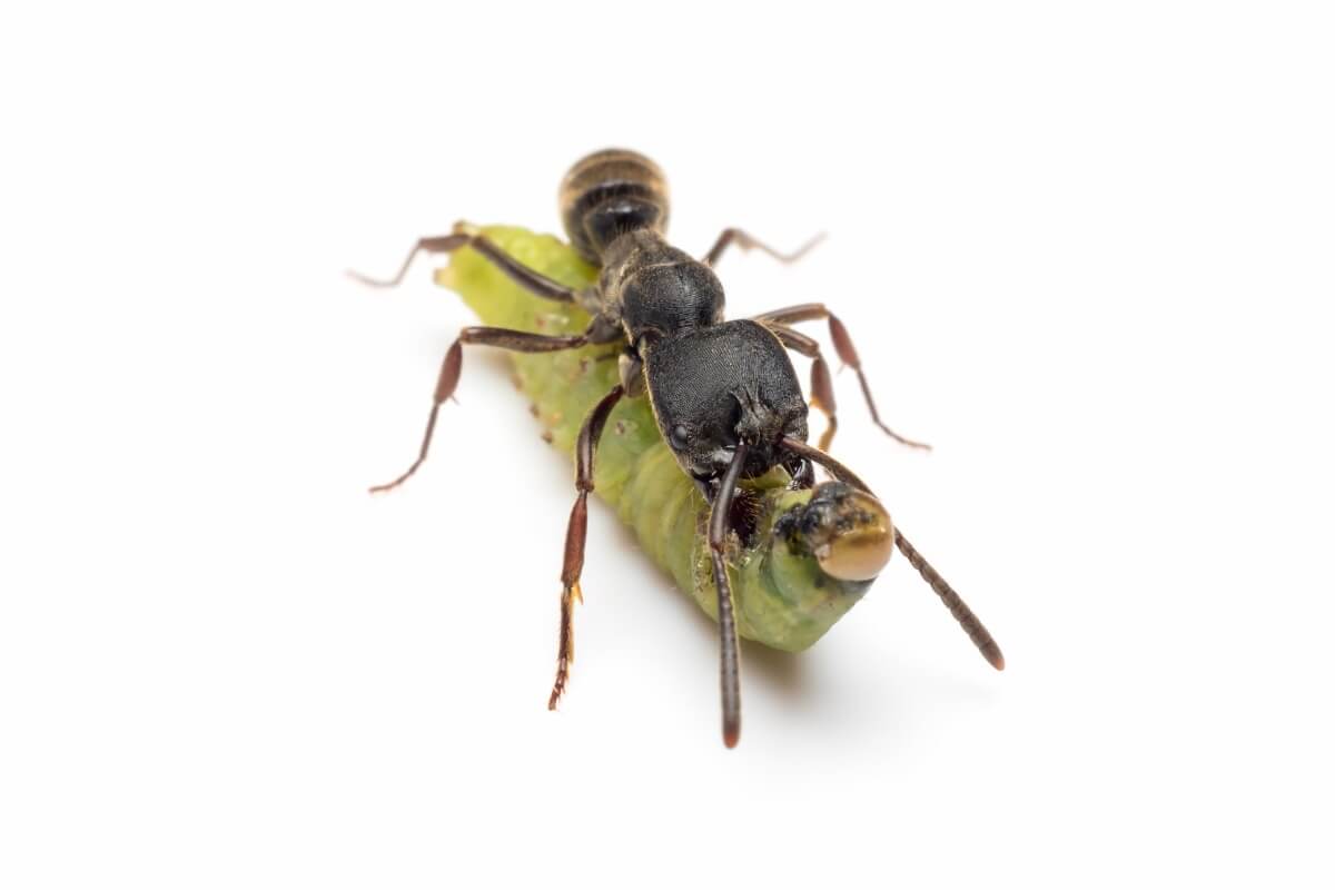 Est-ce la fourmi la plus dangereuse au monde ?