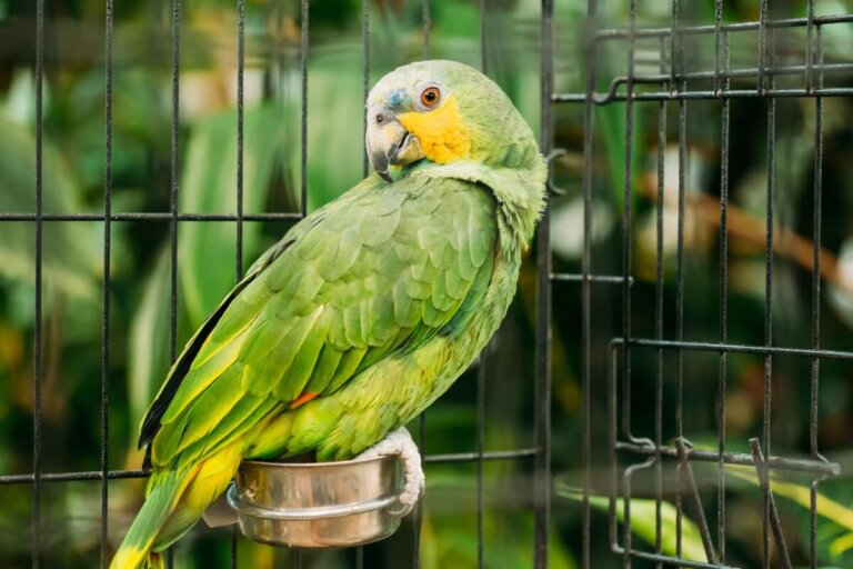 ¿Por qué mi pájaro se come sus heces?
